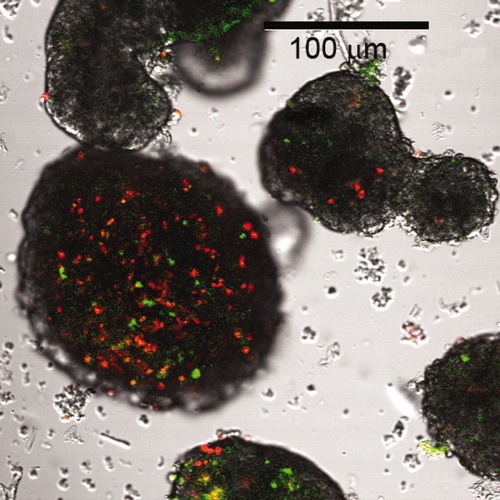 Details are in the caption following the image Details are in the caption following the image