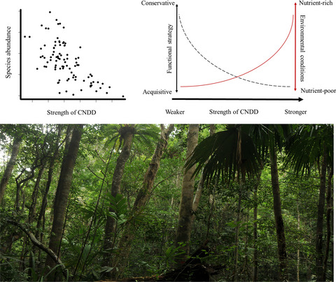 Conspecific negative density dependence of trees varies with plant functional traits and environmental conditions across scales in a 60-ha tropical rainforest dynamics plot