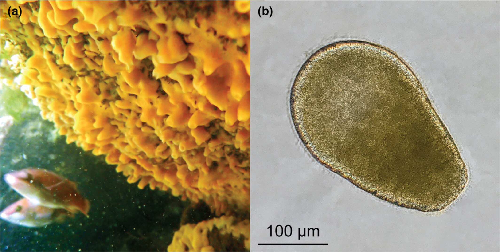 Maternal provisioning of an obligate symbiont in a sponge