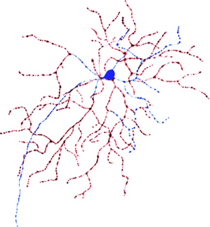 Aberrant synaptic input to retinal ganglion cells varies with morphology in a mouse model of retinal degeneration