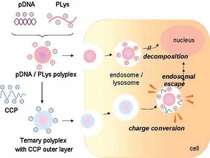 pDNA/poly(L-lysine) Polyplexes Functionalized with a pH-Sensitive Charge-Conversional Poly(aspartamide) Derivative for Controlled Gene Delivery to Human Umbilical Vein Endothelial Cells