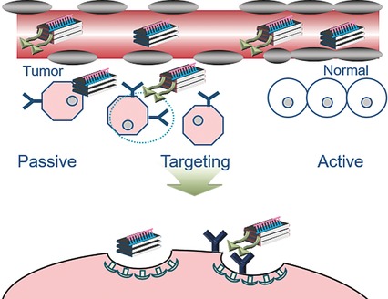 Biodegradable Inorganic Nanovector: Passive versus Active Tumor Targeting in siRNA Transportation