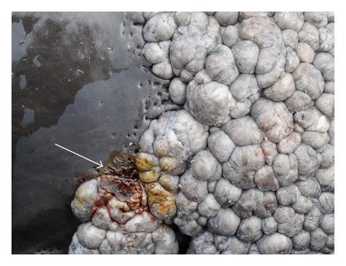 Details are in the caption following the image