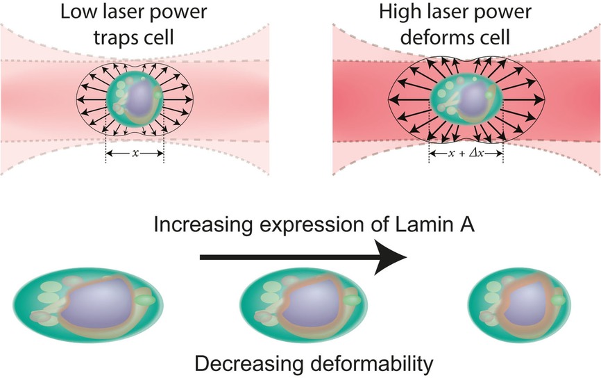 Optomechanical measurement of the role of lamins in whole cell deformability