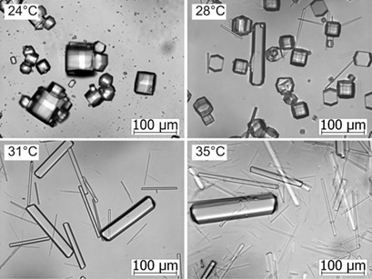 Preparative Protein Crystallization