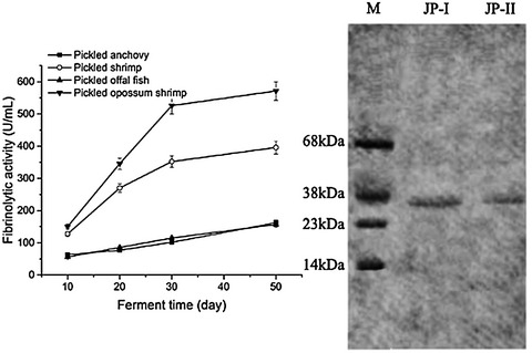 A novel fibrinolytic enzymes from the Korean traditional fermented food—Jotgal: Purification and characterization