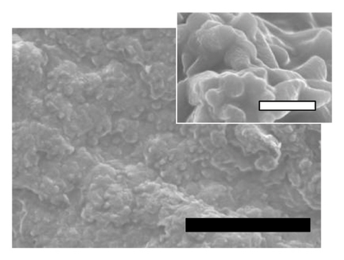 Details are in the caption following the image