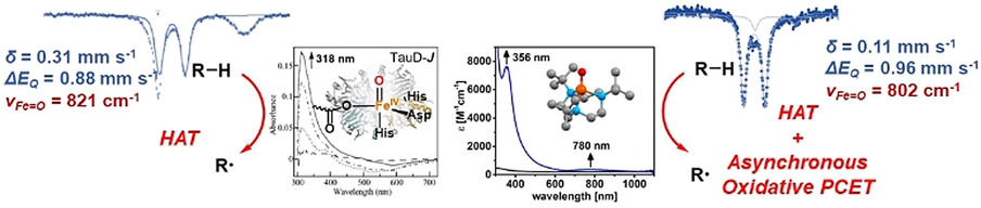 A Pseudotetrahedral Terminal Oxoiron(IV) Complex: Mechanistic Promiscuity in C−H Bond Oxidation Reactions