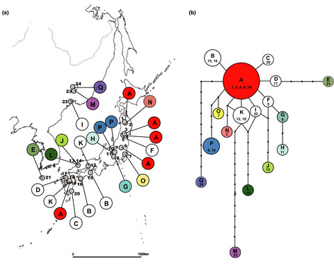 Phylogeography of Pulsatilla cernua (Ranunculaceae), a grassland species, in Japan