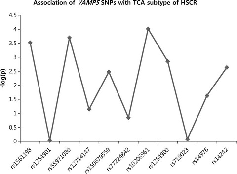 Potential association of VAMP5 polymorphisms with total colonic aganglionosis in Hirschsprung disease