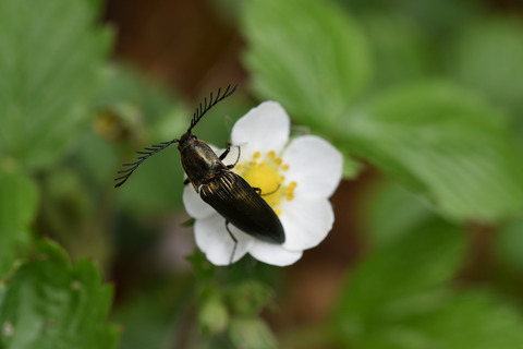 Hollow oaks and beetle functional diversity: Significance of surroundings extends beyond taxonomy