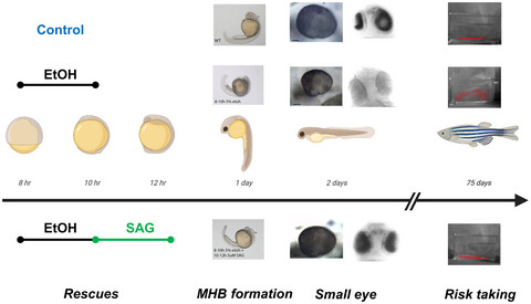 Pharmacological activation of the Sonic hedgehog pathway with a Smoothened small molecule agonist ameliorates the severity of alcohol-induced morphological and behavioral birth defects in a zebrafish model of fetal alcohol spectrum disorder