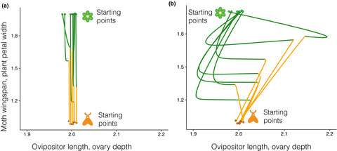 Genetic correlations and ecological networks shape coevolving mutualisms