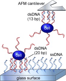 DNA-Coated AFM Cantilevers for the Investigation of Cell Adhesion and the Patterning of Live Cells