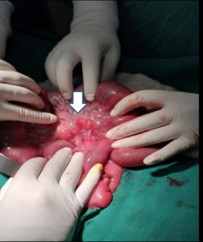 Details are in the caption following the image Details are in the caption following the image