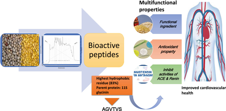 Pigeon pea penta- and hexapeptides with antioxidant properties also inhibit renin and angiotensin-I-converting enzyme activities