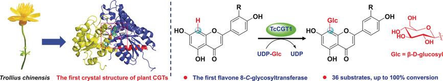 Molecular and Structural Characterization of a Promiscuous C-Glycosyltransferase from Trollius chinensis
