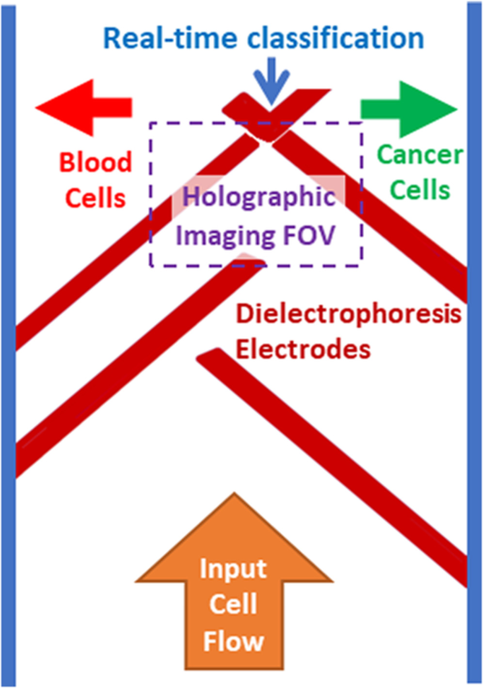 Label-free discrimination and selection of cancer cells from blood during flow using holography-induced dielectrophoresis