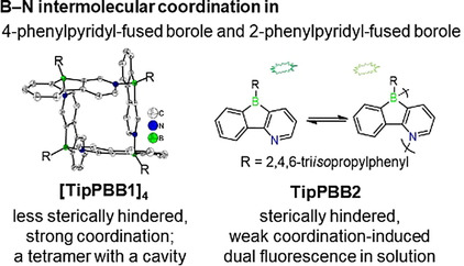 Phenylpyridyl-Fused Boroles: A Unique Coordination Mode and Weak B−N Coordination-Induced Dual Fluorescence