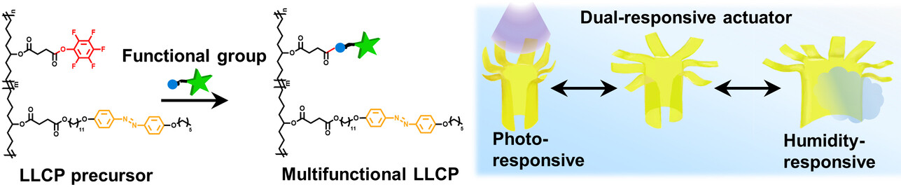 A Facile Strategy for the Development of Recyclable Multifunctional Liquid Crystal Polymers via Post-Polymerization Modification and Ring-Opening Metathesis Polymerization