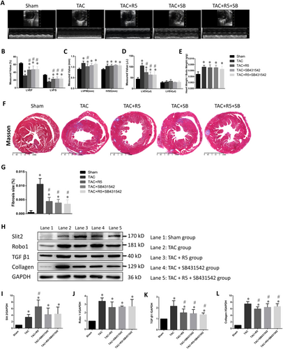 Details are in the caption following the image Details are in the caption following the image