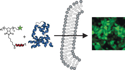 Peptide Brush Polymers for Efficient Delivery of a Gene Editing Protein to Stem Cells