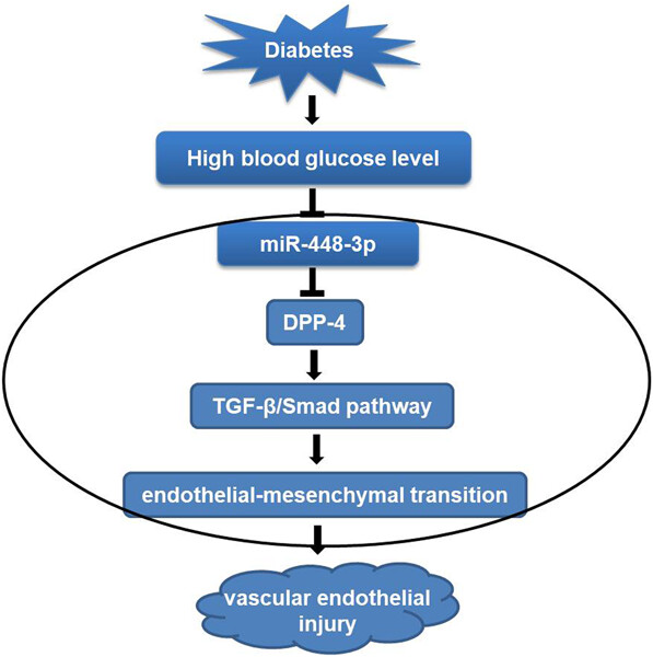 miR-448-3p alleviates diabetic vascular dysfunction by inhibiting endothelial–mesenchymal transition through DPP-4 dysregulation