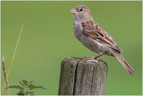 Causes and consequences of variation in early-life telomere length in a bird metapopulation