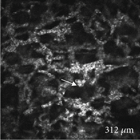 Details are in the caption following the image