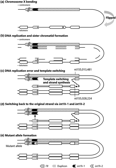 Aberrant X chromosomal rearrangement through multi-step template switching during sister chromatid formation in a patient with severe hemophilia A