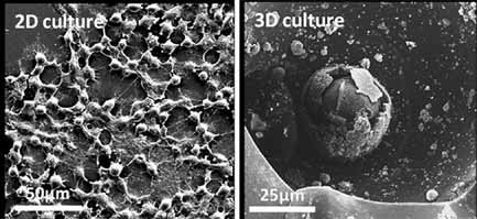 In vitro Toxicity Testing of Nanoparticles in 3D Cell Culture