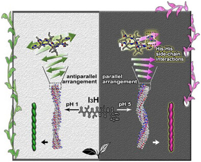 pH-Dependent Packing Mode Variations and Chirality Inversion in Short Peptide Self-Assembly
