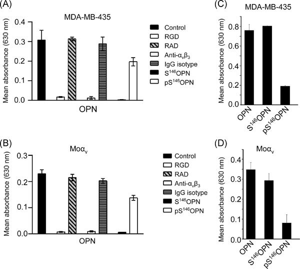 FAM20C phosphorylation of the RGDSVVYGLR motif in osteopontin inhibits interaction with the αvβ3 integrin