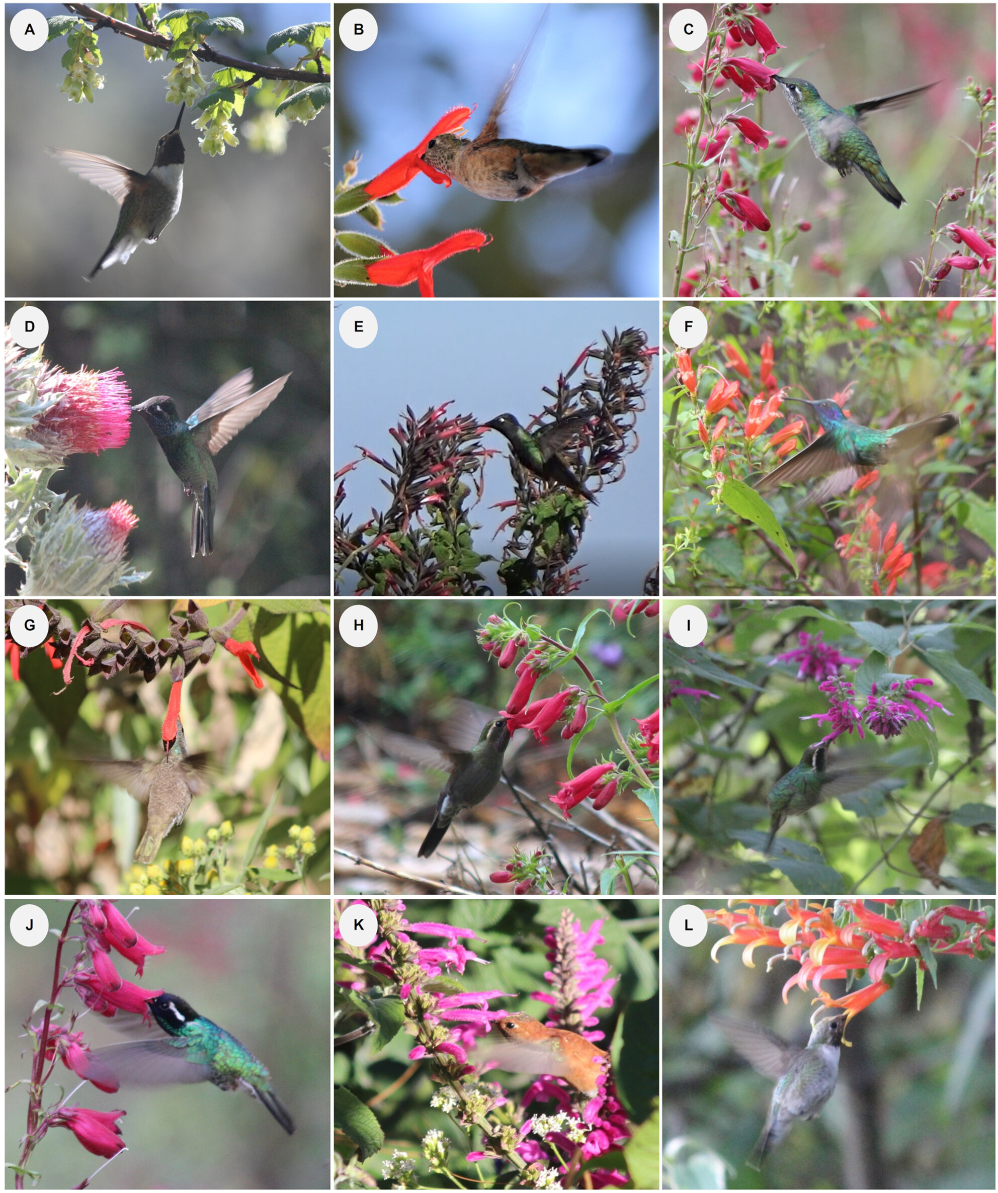 Elevational and Seasonal Patterns of Plant–Hummingbird Interactions in a High Tropical Mountain
