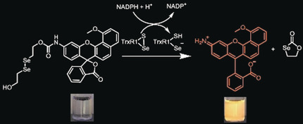 A Diselenide Turn-On Fluorescent Probe for the Detection of Thioredoxin Reductase