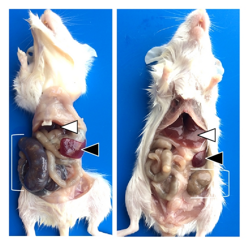 Details are in the caption following the image Details are in the caption following the image
