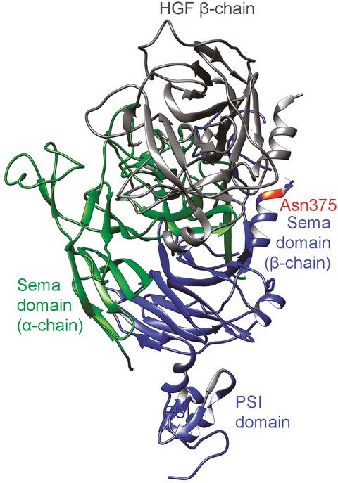 Exome sequencing deciphers a germline MET mutation in familial epidermal growth factor receptor-mutant lung cancer