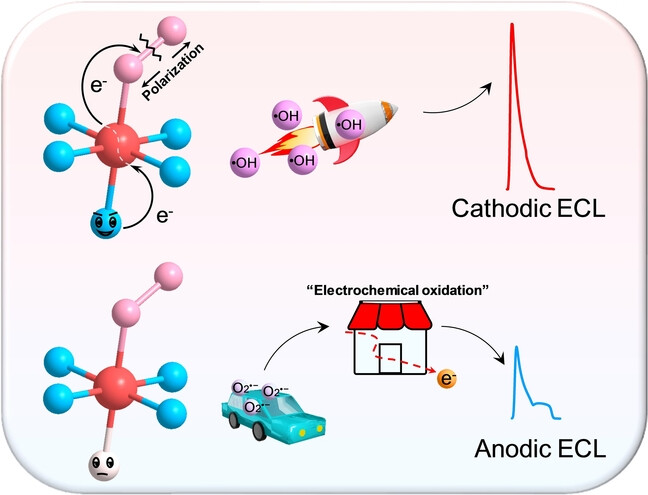 Bioinspired Single-Atom Sites Enable Efficient Oxygen Activation for Switching Anodic/Cathodic Electrochemiluminescence