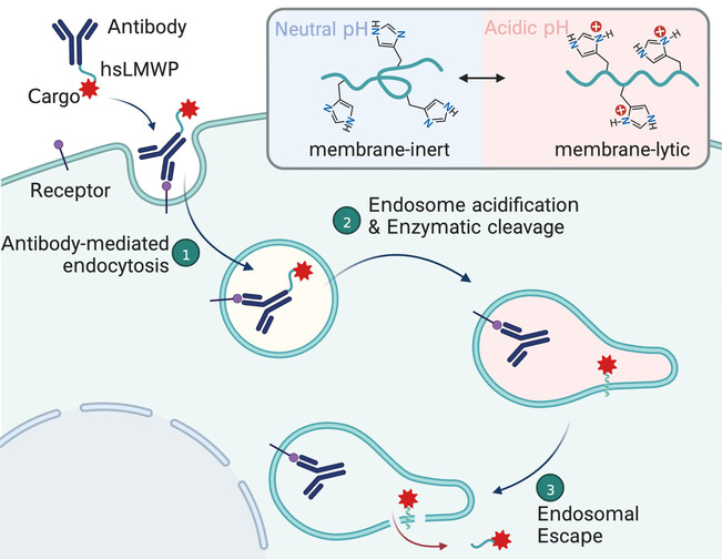 Engineered Histidine-Rich Peptides Enhance Endosomal Escape for Antibody-Targeted Intracellular Delivery of Functional Proteins
