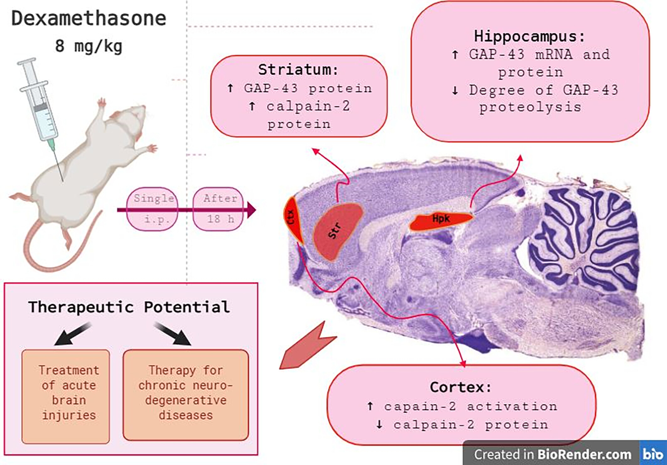 Intraperitoneal Single Injection of Dexamethasone Leads to Region-Specific Changes in the Profile of Neuron-Specific Proteins in the Rat Brain