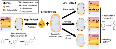 Biosynthesis Parameters Control the Physicochemical and Catalytic Properties of Microbially Supported Pd Nanoparticles