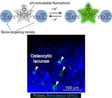 An Acid-Activatable Fluorescence Probe for Imaging Osteocytic Bone Resorption Activity in Deep Bone Cavities
