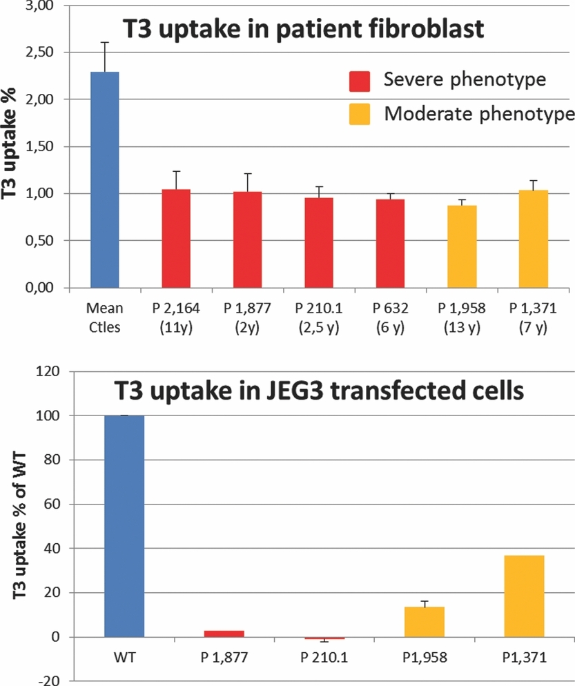 Relevance of Different Cellular Models in Determining the Effects of Mutations on SLC16A2/MCT8 Thyroid Hormone Transporter Function and Genotype–Phenotype Correlation