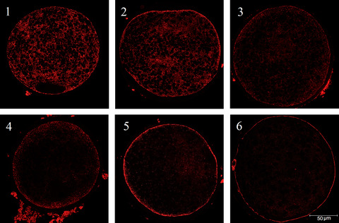 Ovarian characteristics and in vitro nuclear and cytoplasmic oocyte maturation in Duroc and Landrace pigs