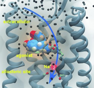 The Role of Water and Sodium Ions in the Activation of the μ-Opioid Receptor