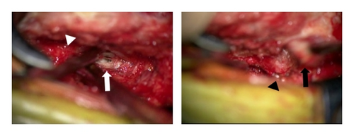 Details are in the caption following the image Details are in the caption following the image