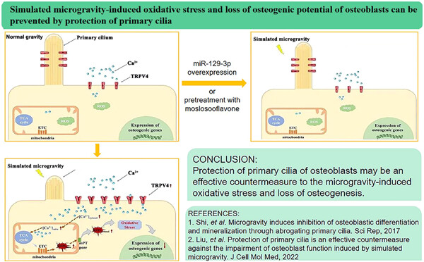 Simulated microgravity-induced oxidative stress and loss of osteogenic potential of osteoblasts can be prevented by protection of primary cilia
