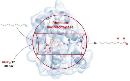 Enzyme Activity by Design: An Artificial Rhodium Hydroformylase for Linear Aldehydes