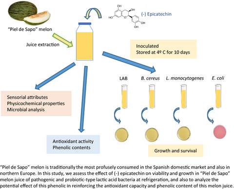 Assessment of (-) epicatechin as natural additive for improving safety and functionality in fresh “Piel de Sapo” melon juice