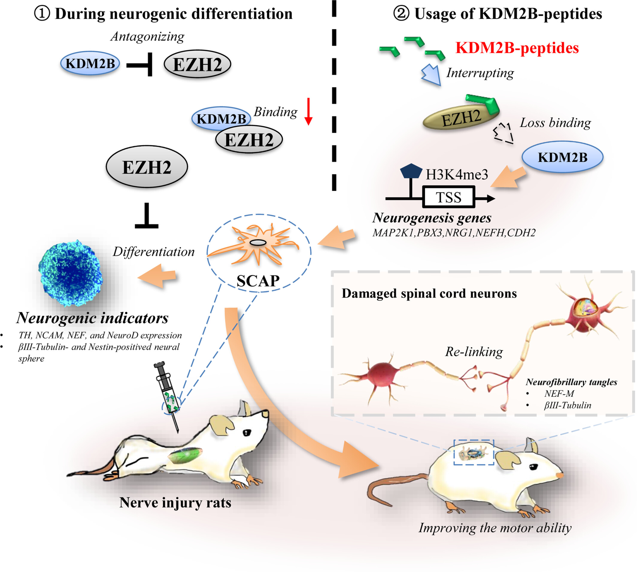 KDM2B and its peptides promote the stem cells from apical papilla mediated nerve injury repair in rats by intervening EZH2 function